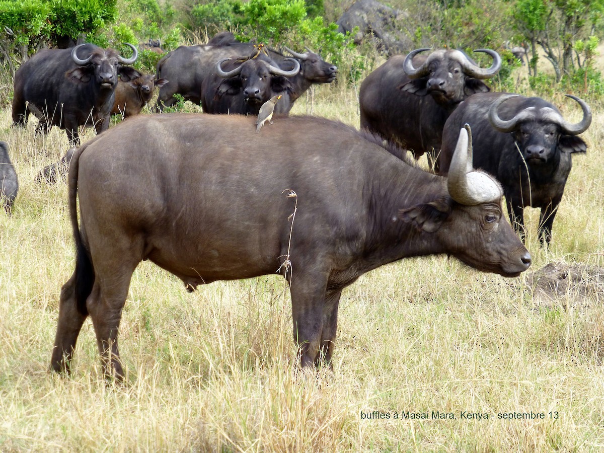 Yellow-billed Oxpecker - ML153053961