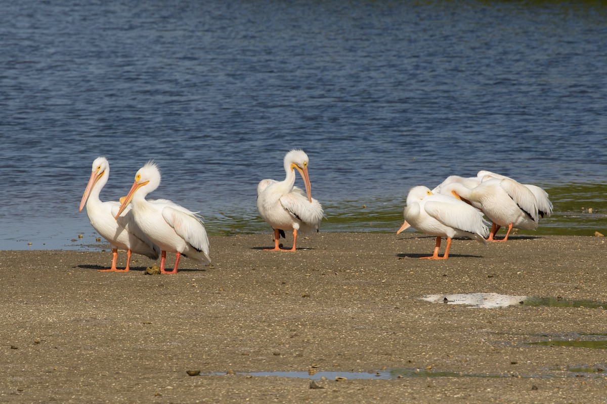 American White Pelican - ML153054041