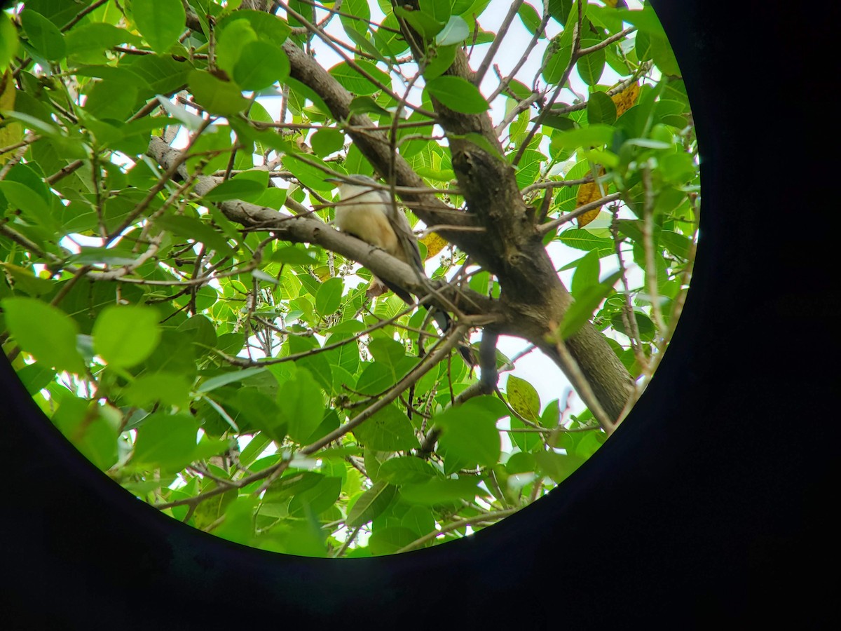 Mangrove Cuckoo - ML153054111