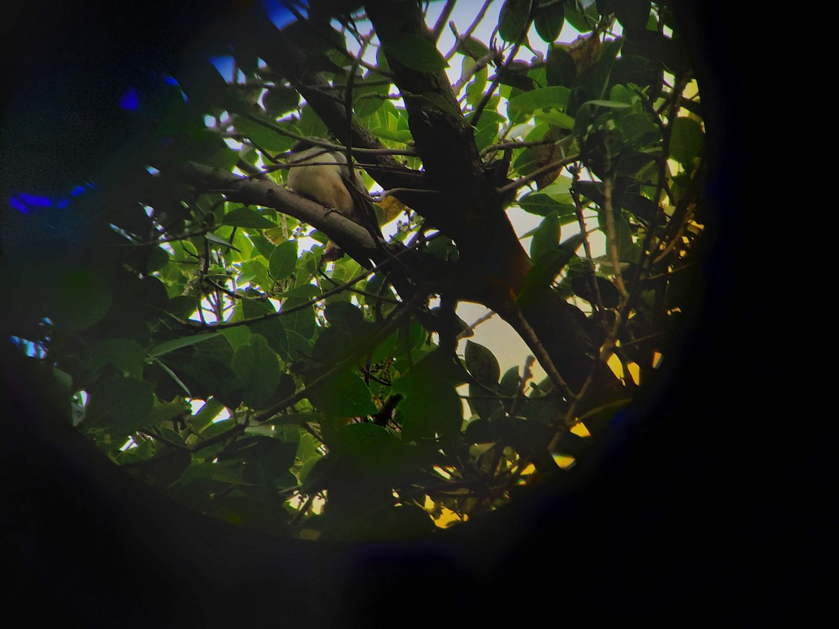 Mangrove Cuckoo - ML153054121