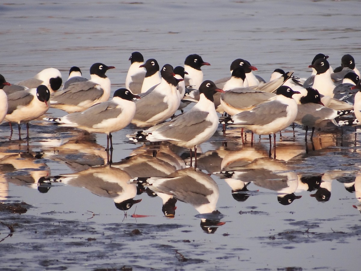 Franklin's Gull - ML153054451