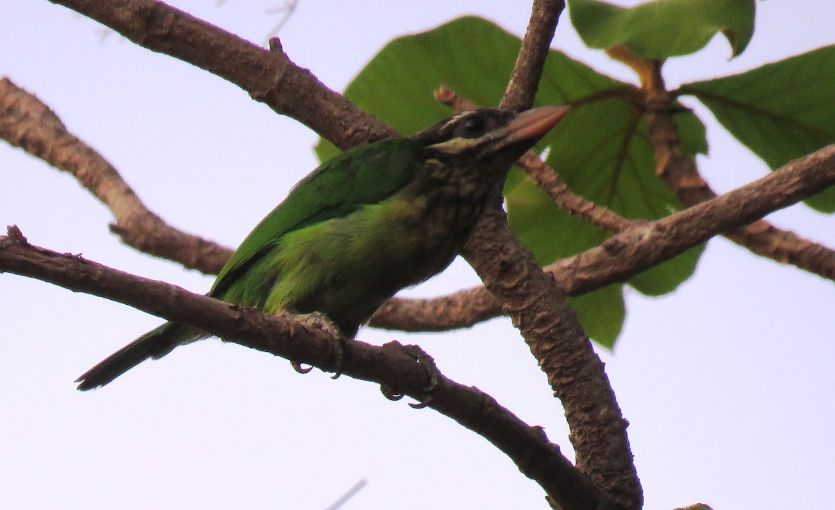 White-cheeked Barbet - ML153054471