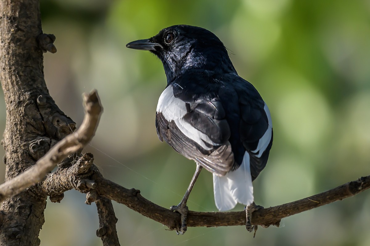 Oriental Magpie-Robin - ML153054561