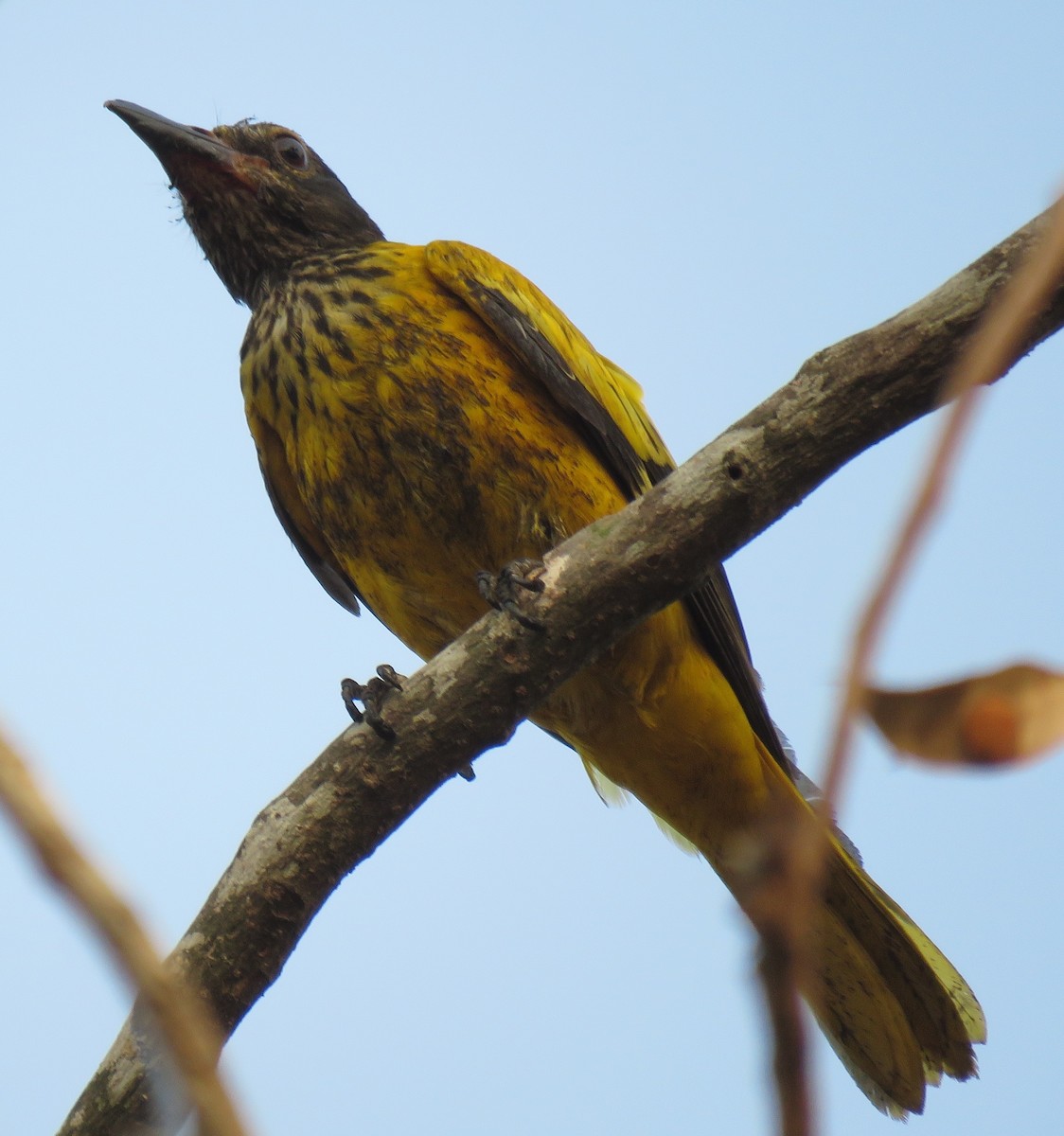 Black-hooded Oriole - Mohanan Choron