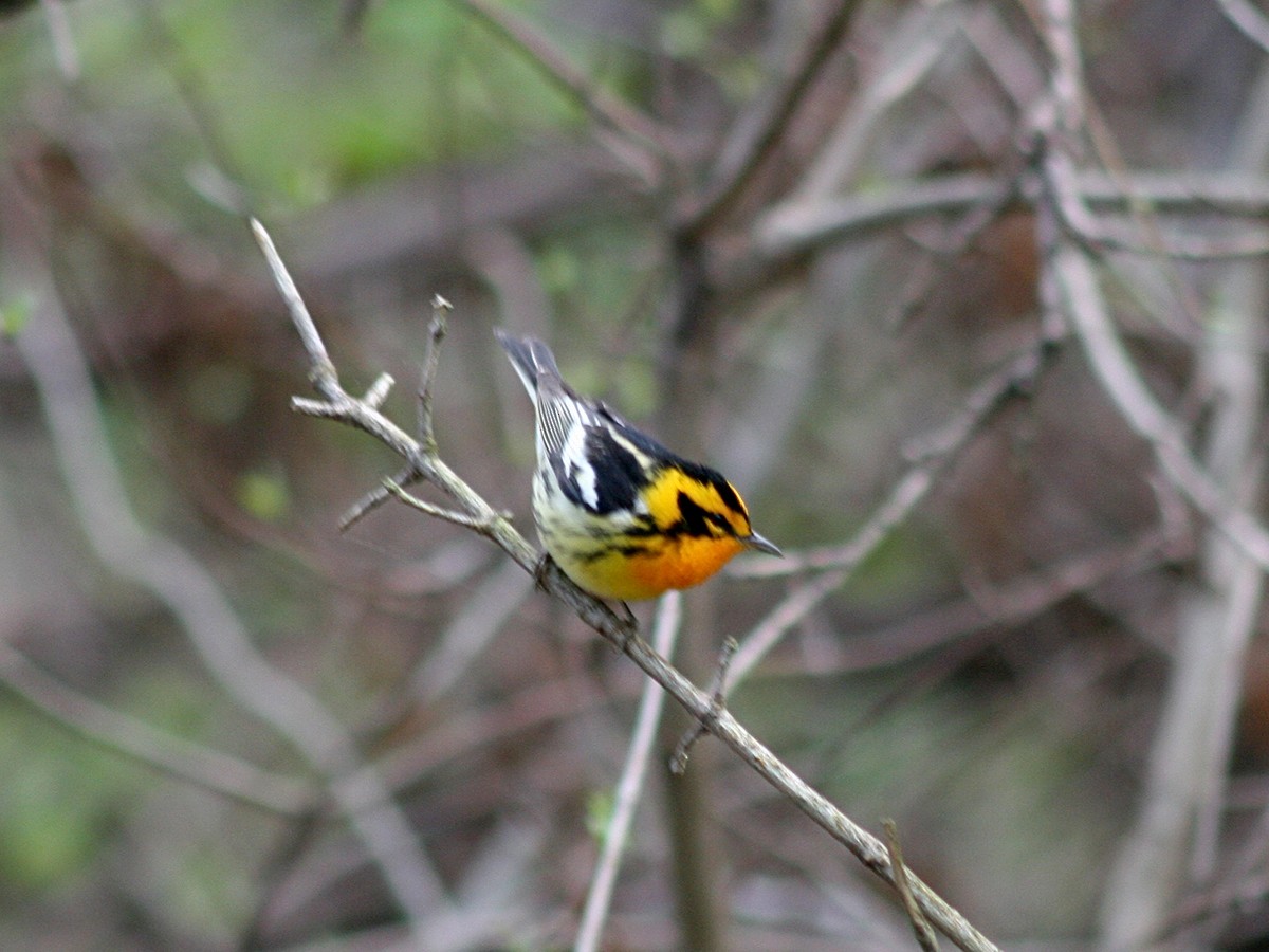 Blackburnian Warbler - ML153054861