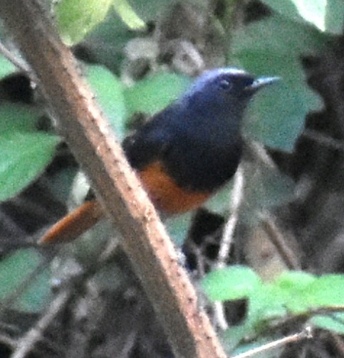 redstart sp. - ML153055161