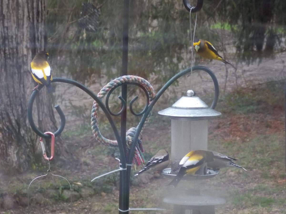 Evening Grosbeak - ML153055961