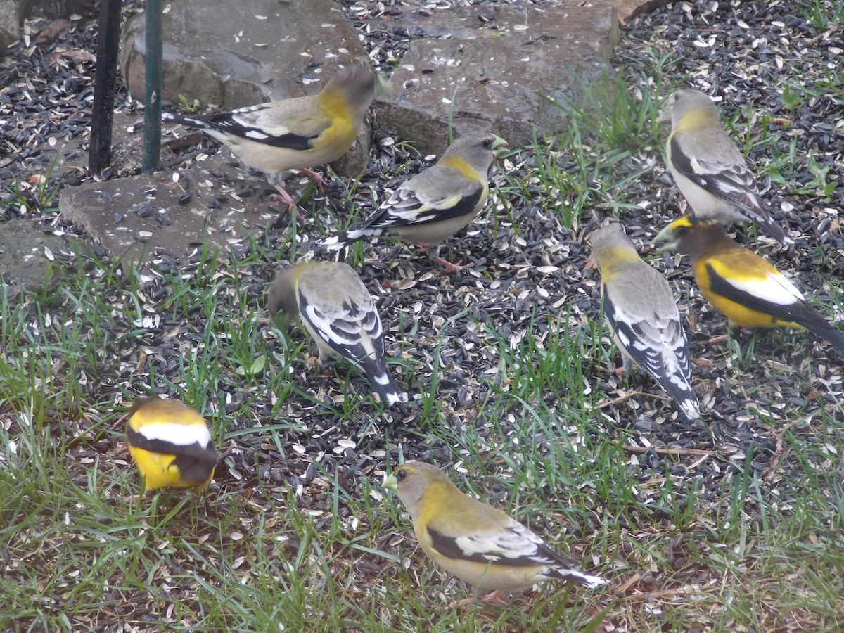 Evening Grosbeak - ML153055981