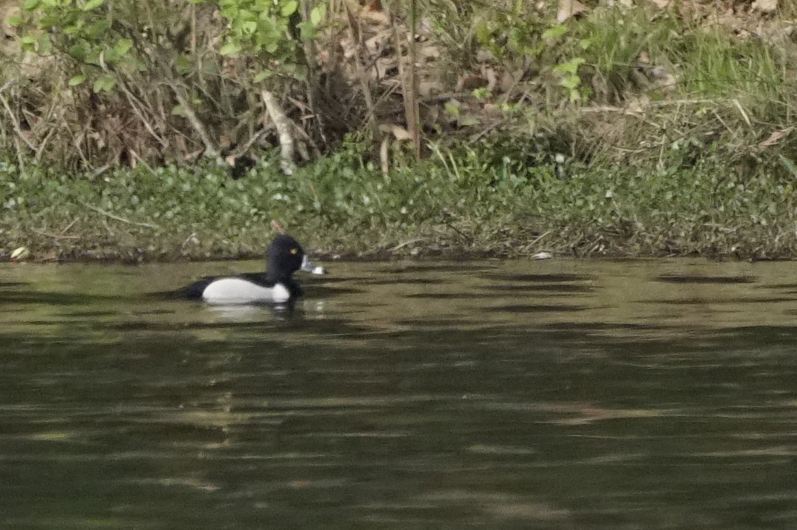 Ring-necked Duck - ML153056071