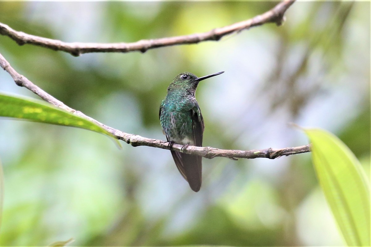 Greenish Puffleg - Charles Davies