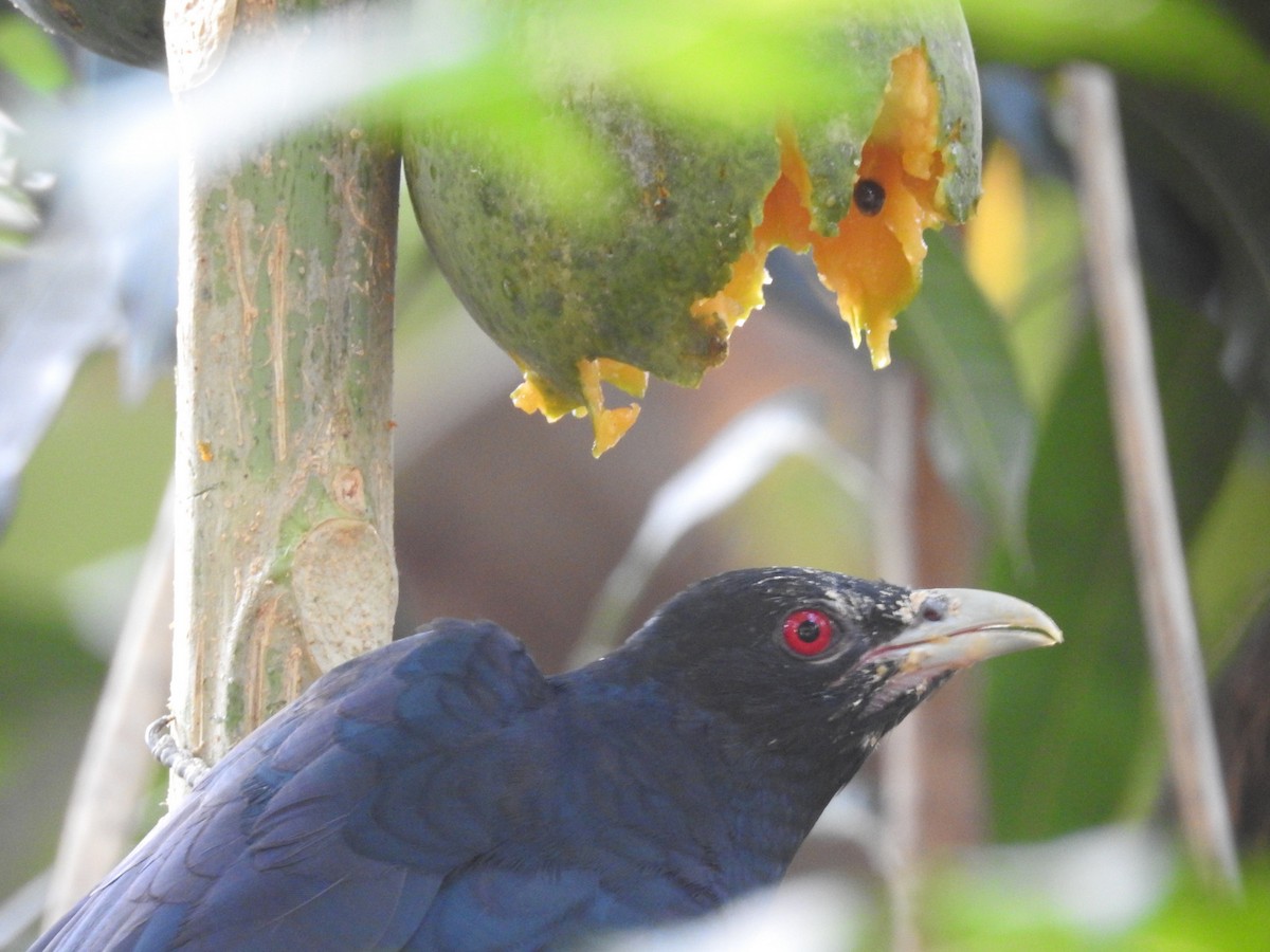 Asian Koel - ML153057941