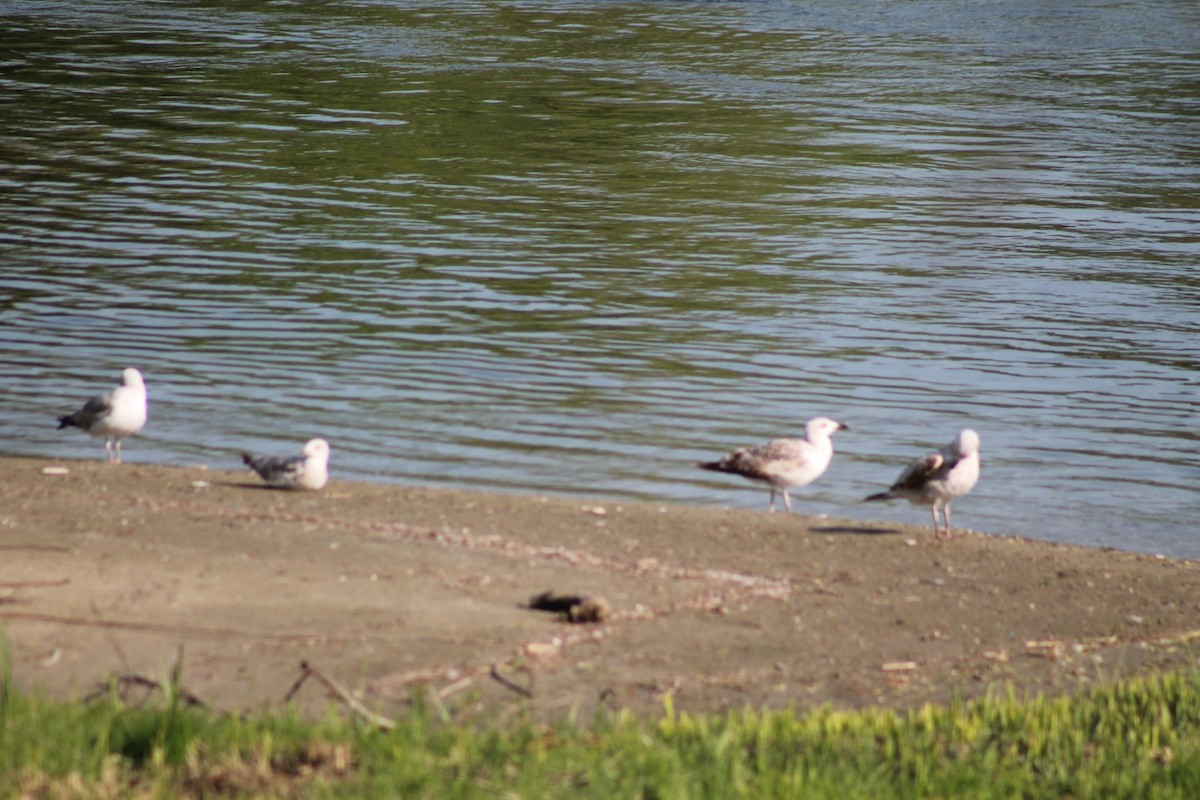 Gaviota Patiamarilla - ML153058261