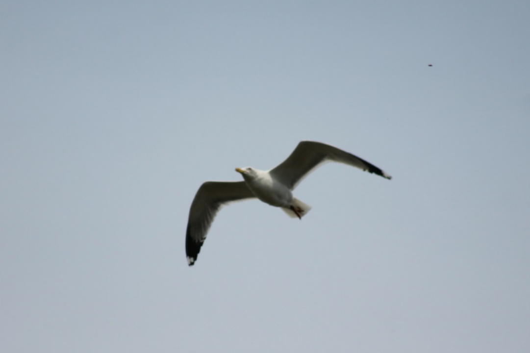 Gaviota Patiamarilla - ML153058281