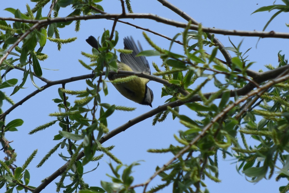 Өрнийн хөх бух - ML153058371