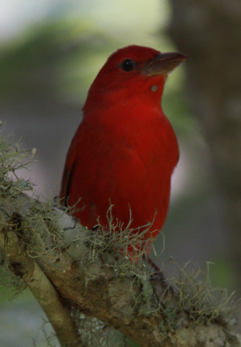 Summer Tanager - David Henderson