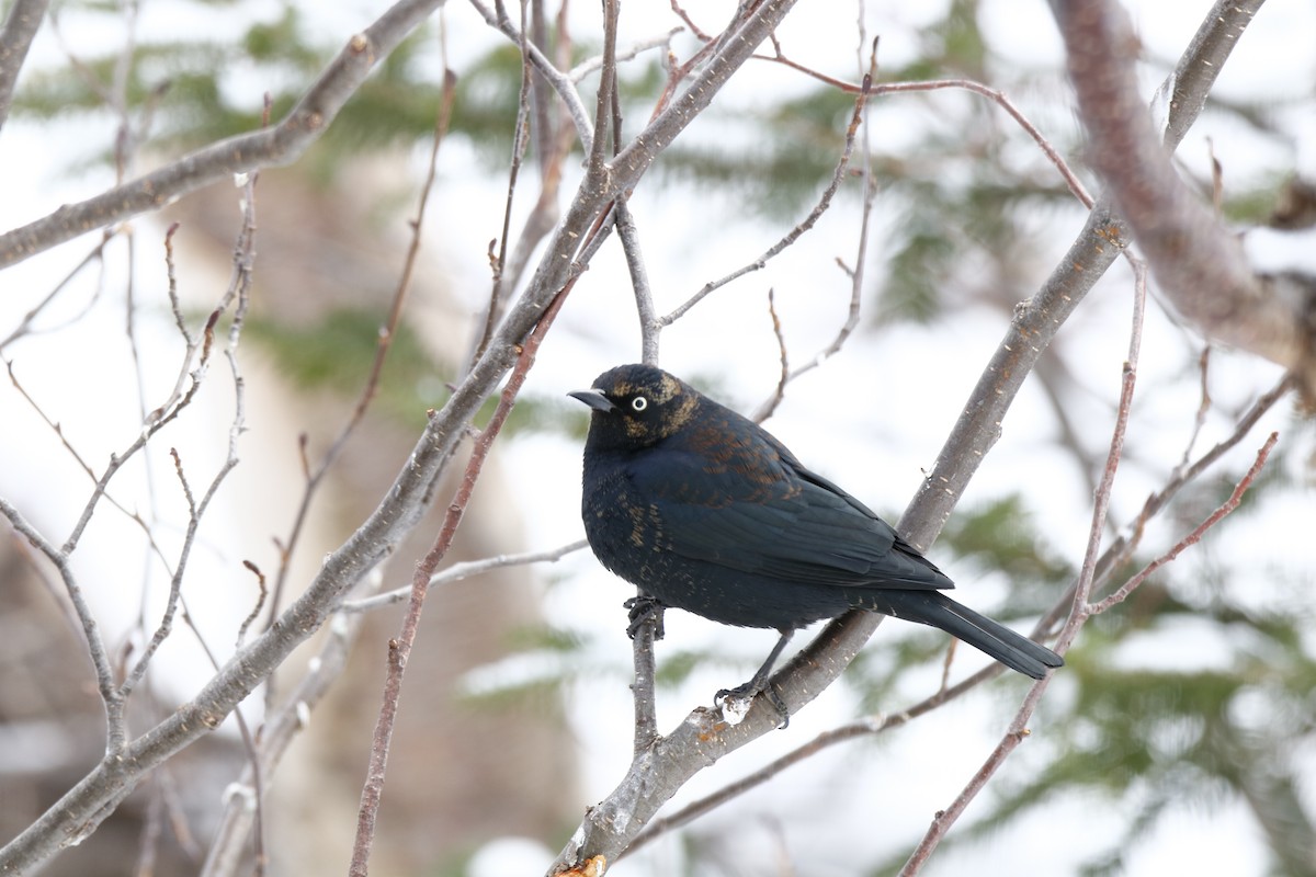 Rusty Blackbird - ML153058561