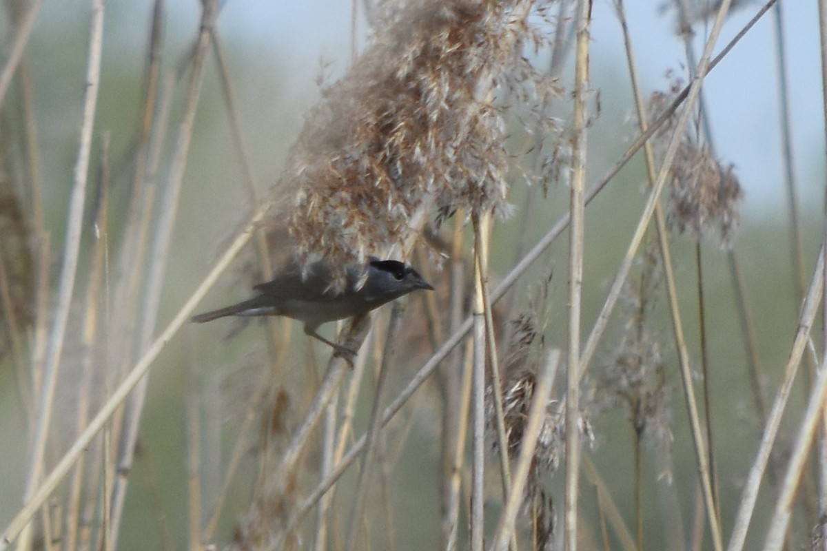 Халимагт зэржгэнэ - ML153058741