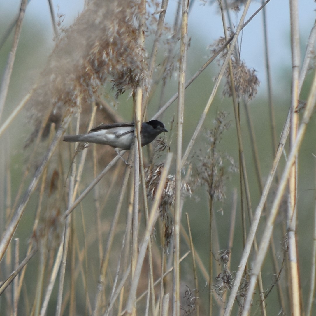 Халимагт зэржгэнэ - ML153058751
