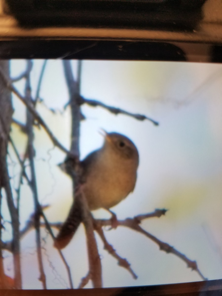 House Wren - ML153058901