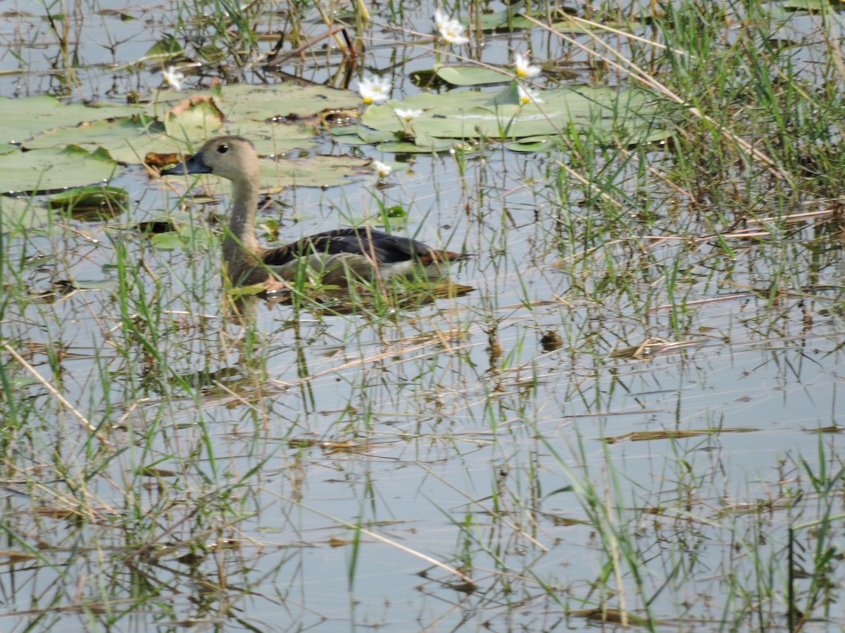 Dendrocygne siffleur - ML153059091