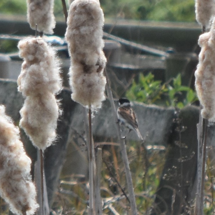 Цагаан хүзүүт хөмрөг - ML153059191