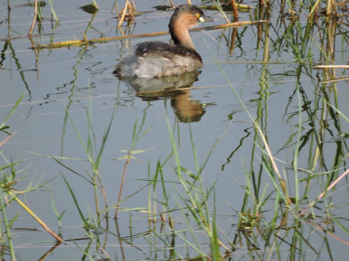 Little Grebe - ML153059231