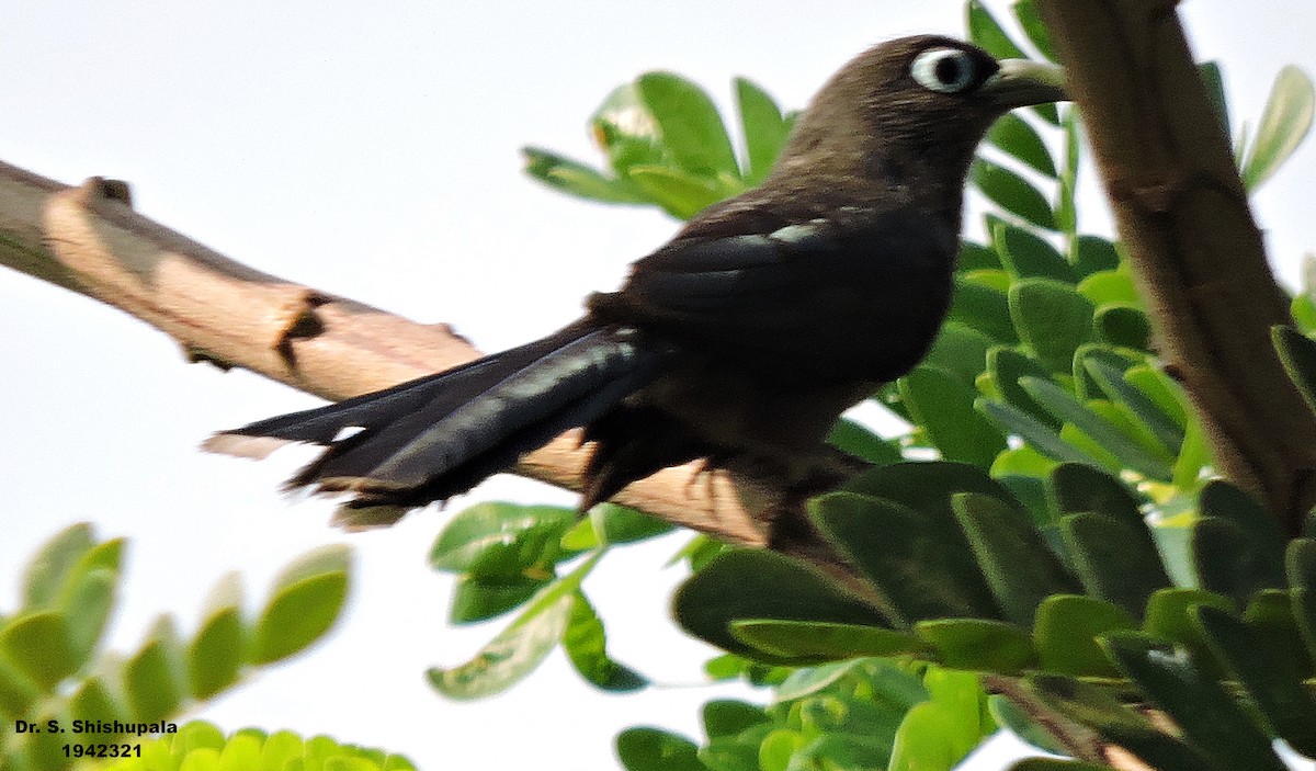 Blue-faced Malkoha - ML153059281