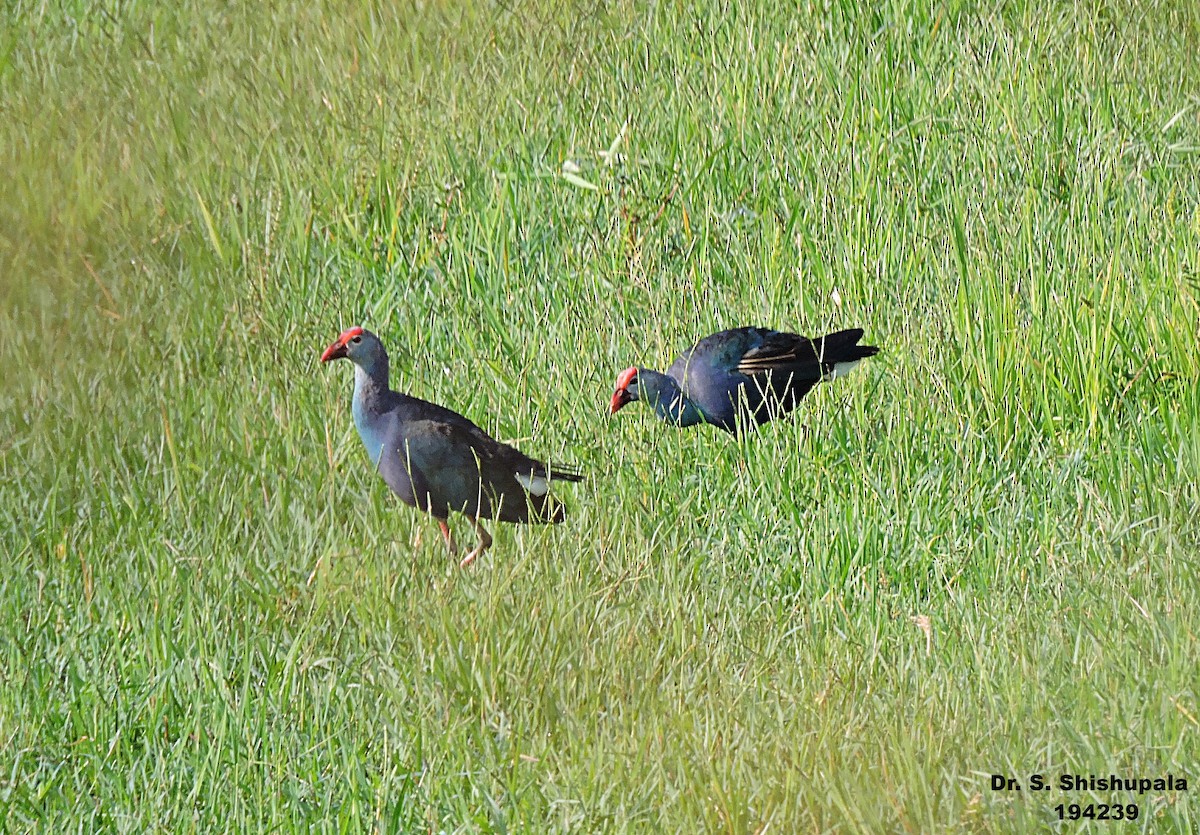 Gray-headed Swamphen - ML153059321