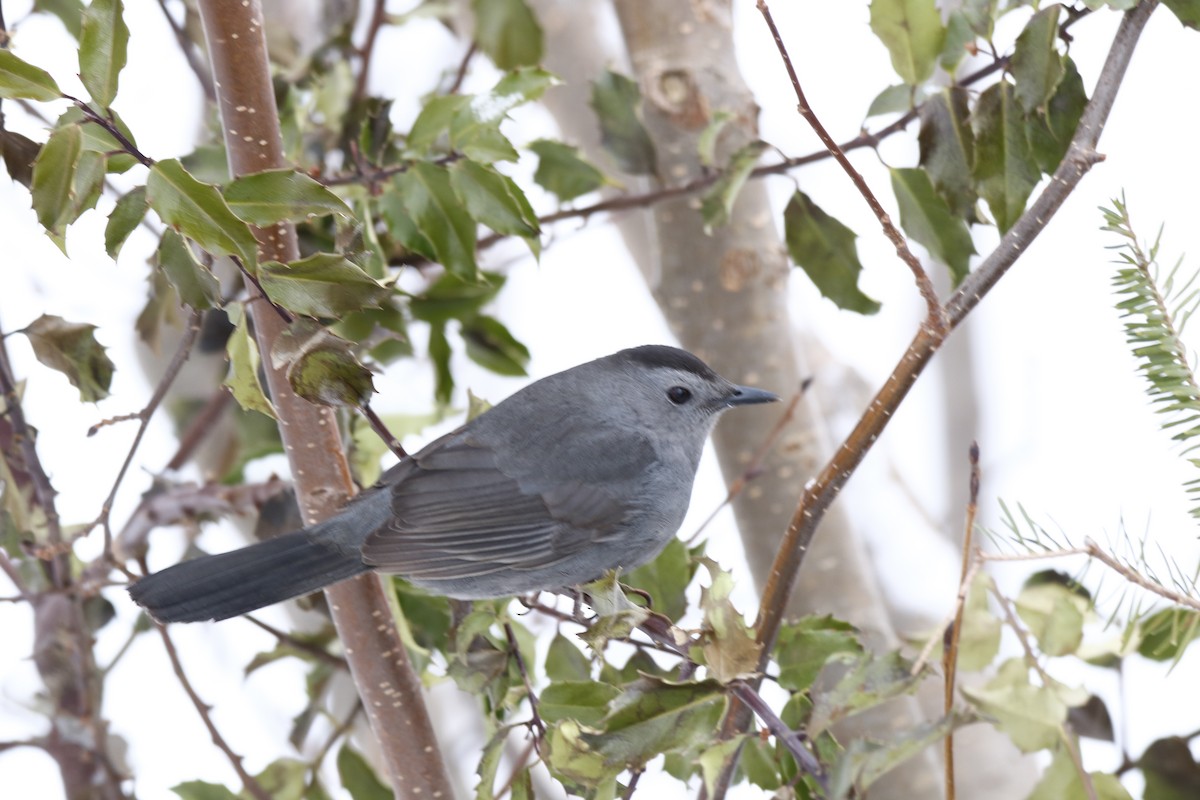 Gray Catbird - ML153059341