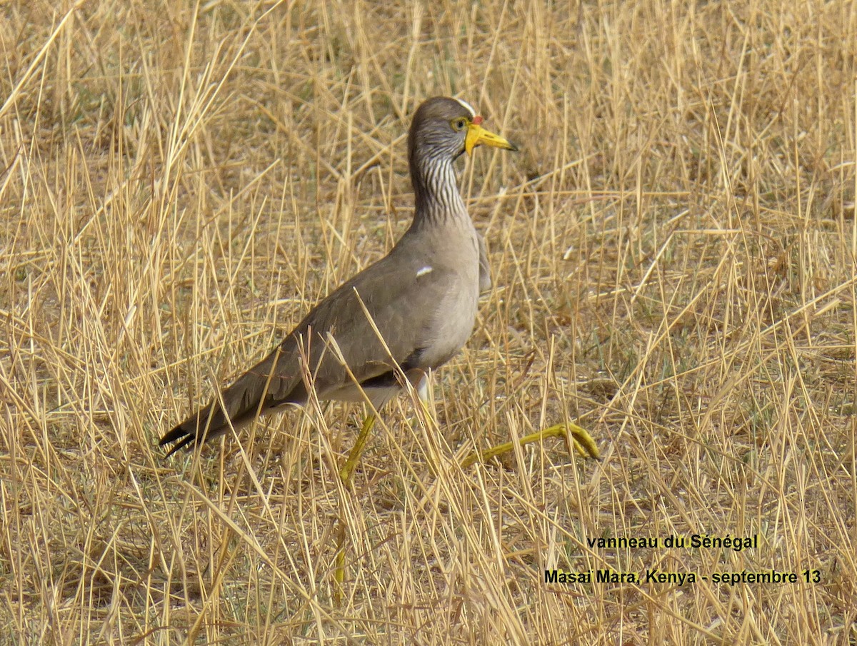 Wattled Lapwing - ML153059371