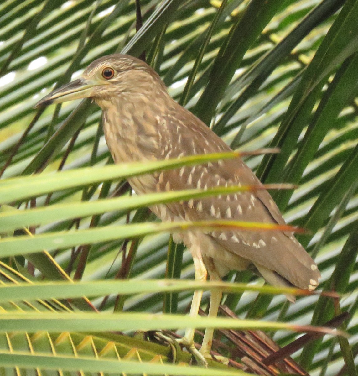 Black-crowned Night Heron - ML153059421