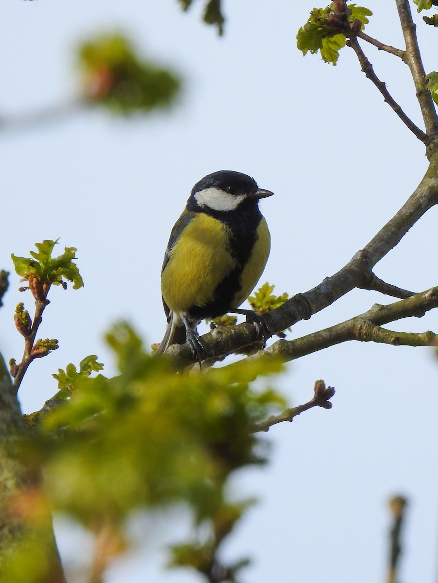 Great Tit - Avery Bartels