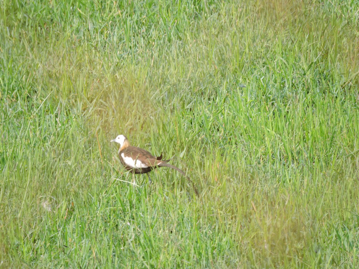 Pheasant-tailed Jacana - ML153059541