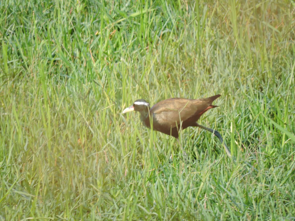 Bronze-winged Jacana - ML153059681