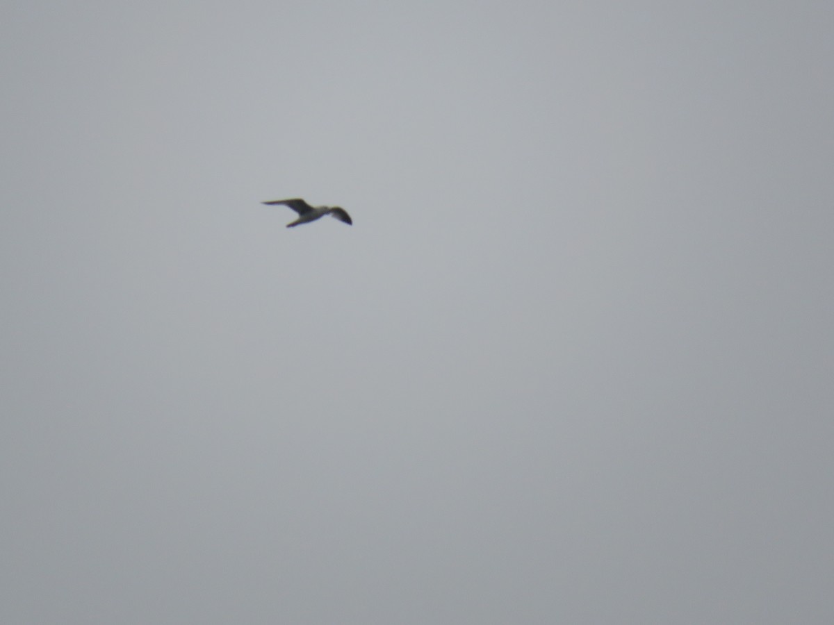 Делавэрская чайка - ML153059761