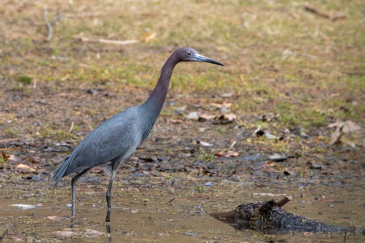 Little Blue Heron - ML153059951