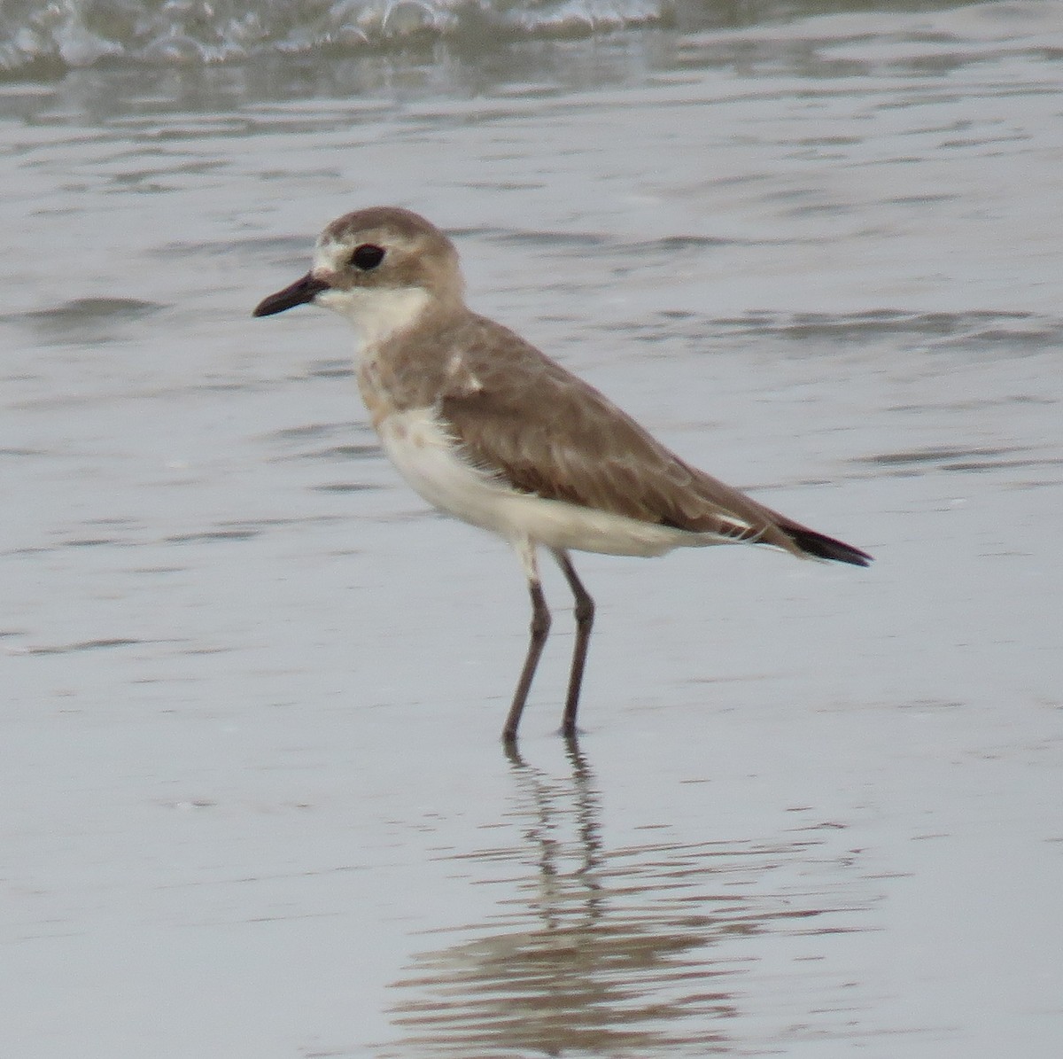 Tibetan Sand-Plover - ML153060171