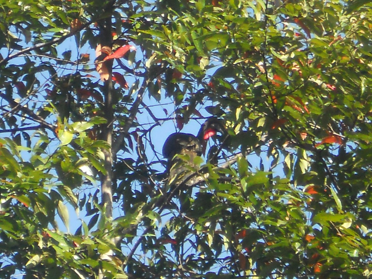 Crested Guan - ML153060281