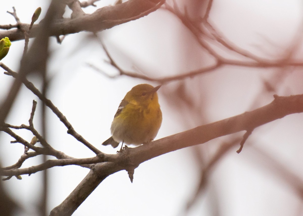 Pine Warbler - ML153060291