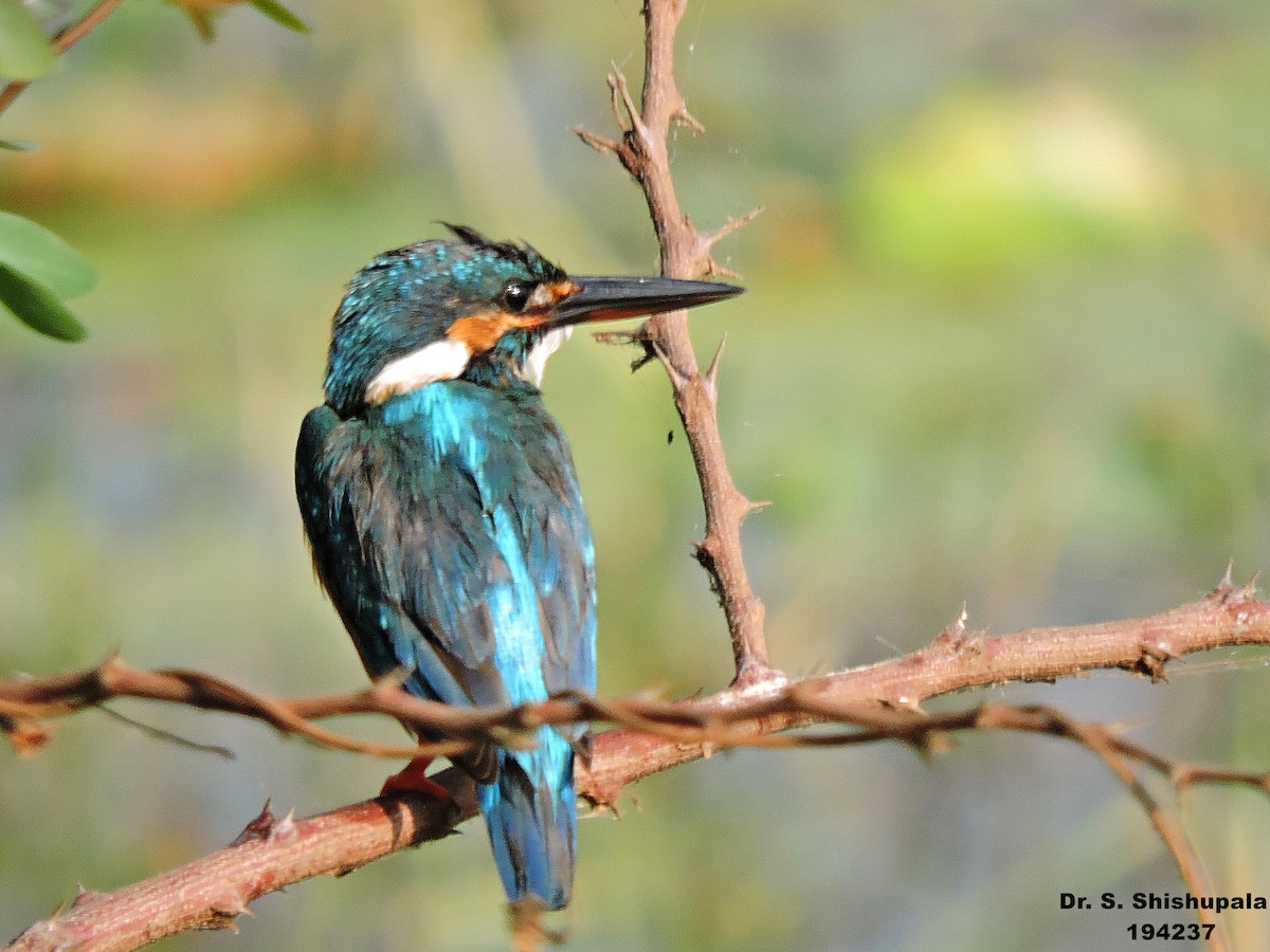 Common Kingfisher - ML153060301