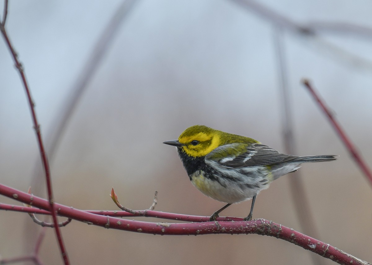 Black-throated Green Warbler - ML153060331