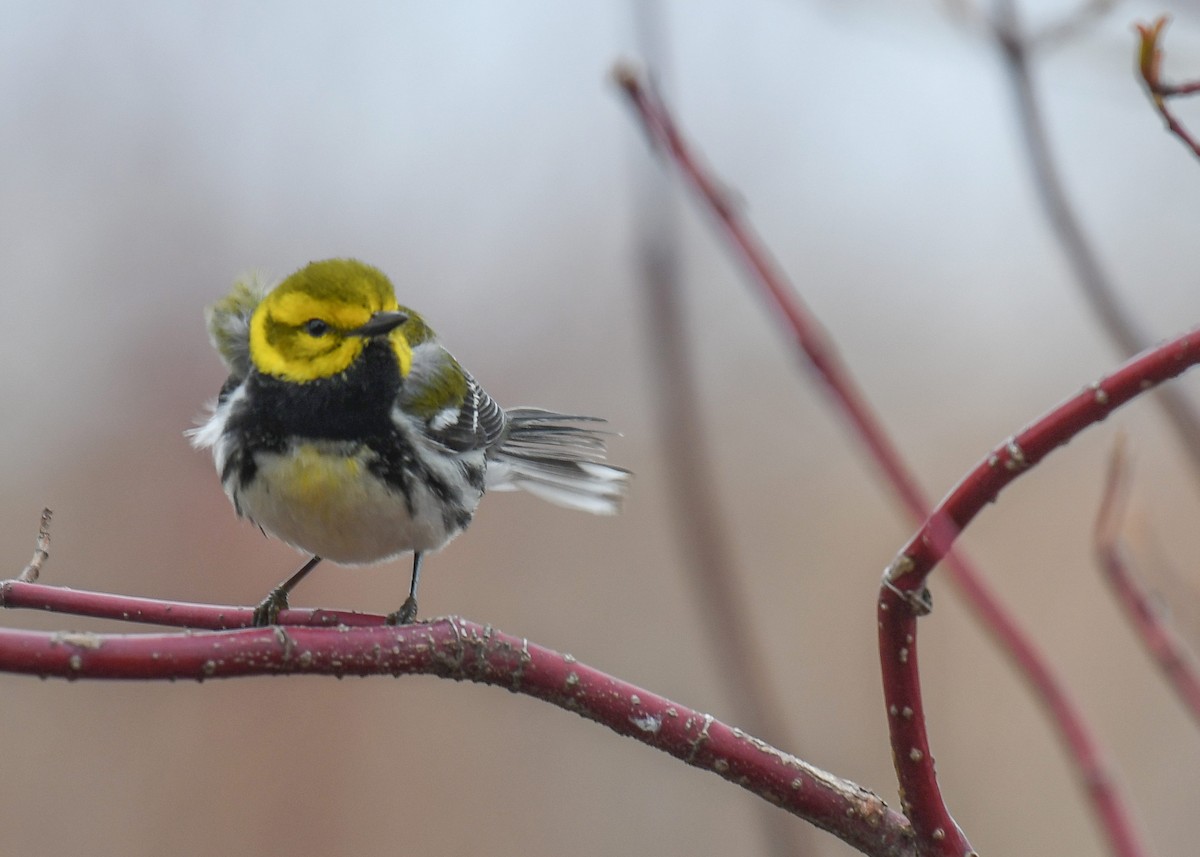 Black-throated Green Warbler - ML153060371