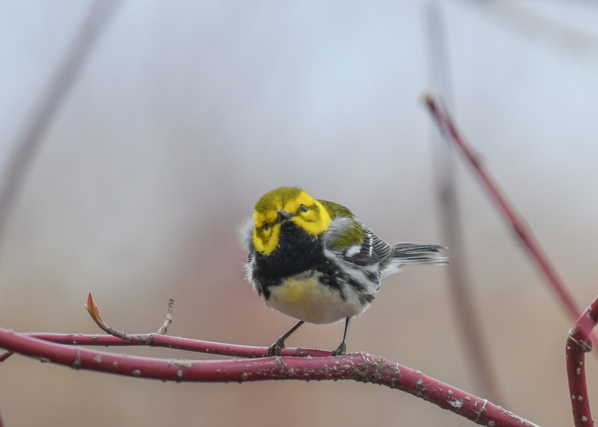 Black-throated Green Warbler - ML153060391