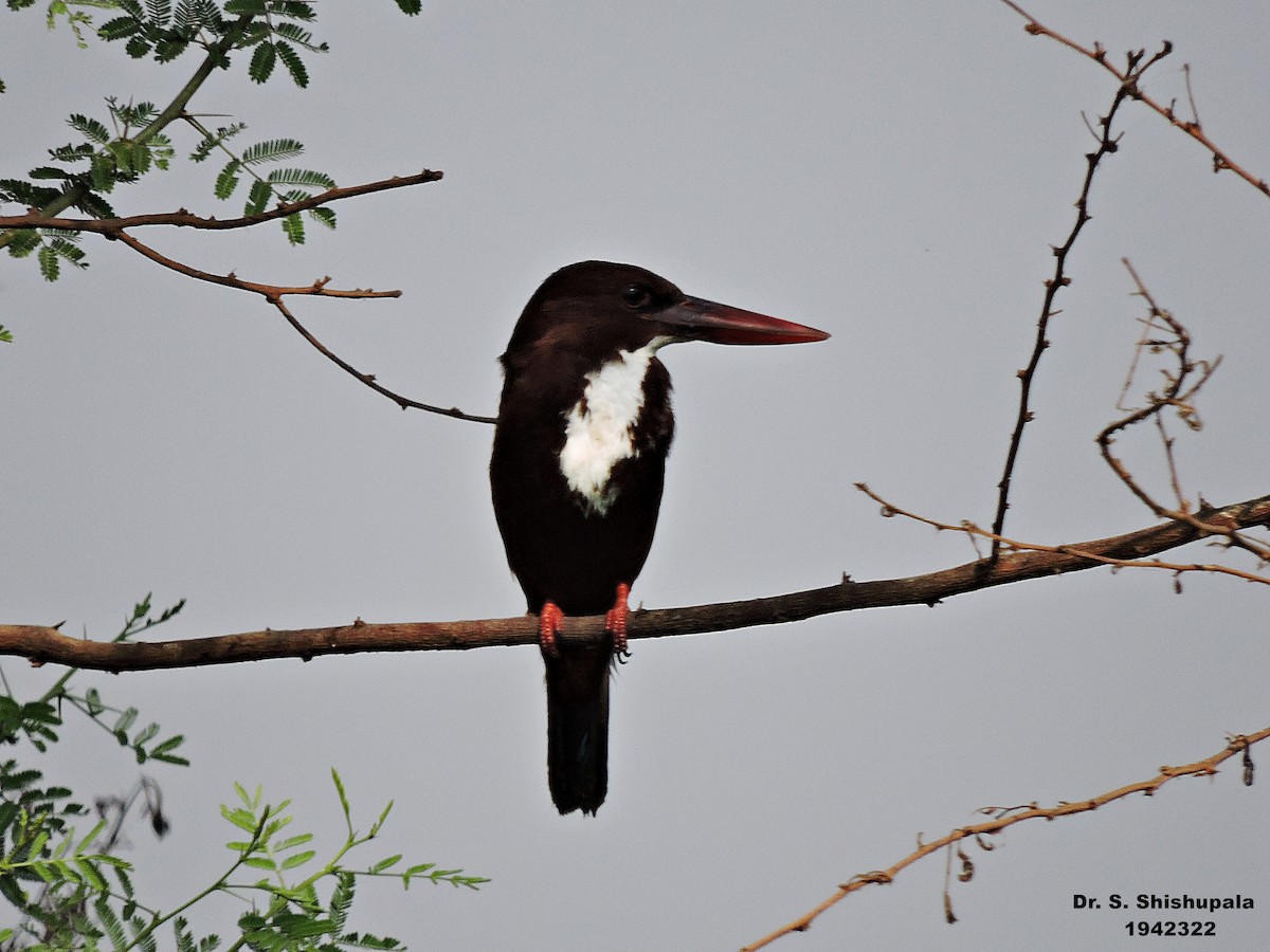 White-throated Kingfisher - ML153060401