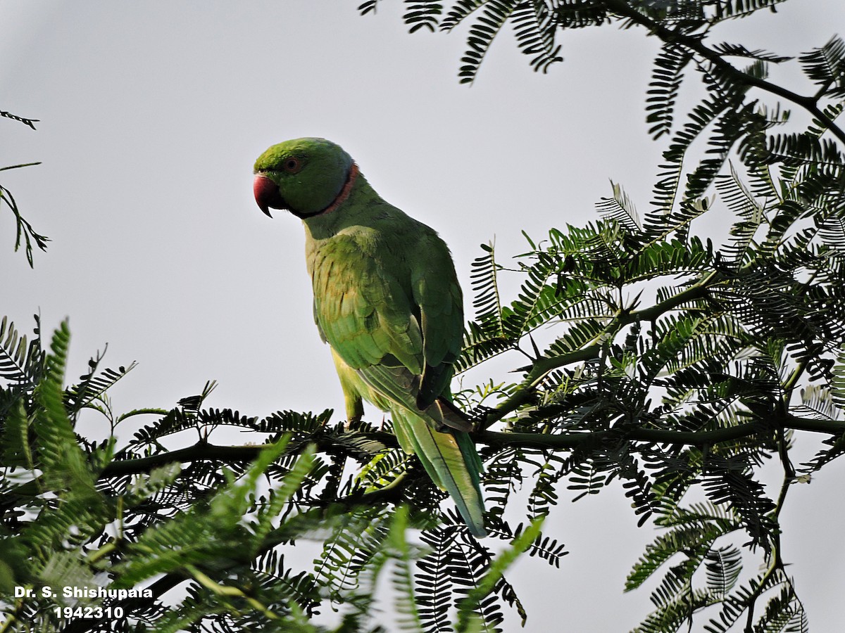 Rose-ringed Parakeet - ML153060471