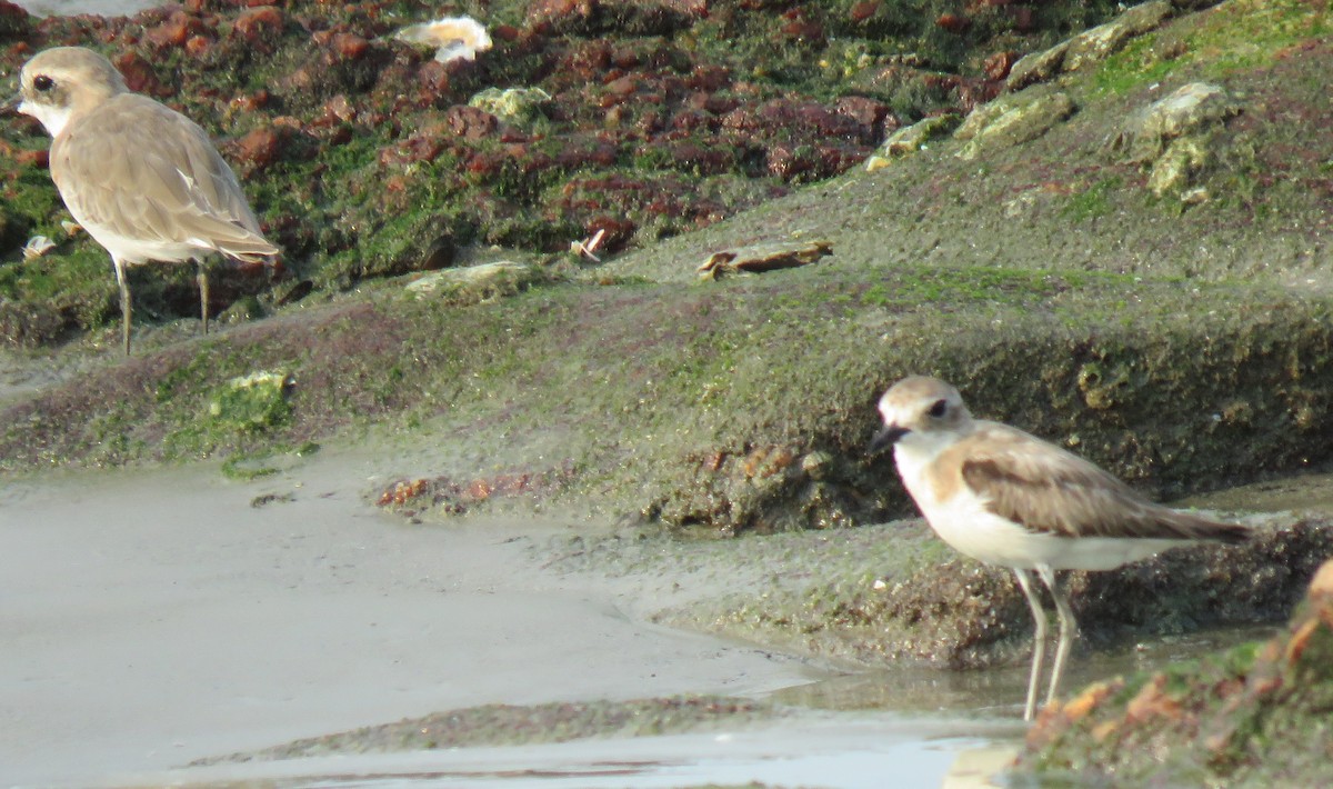 Greater Sand-Plover - ML153060501