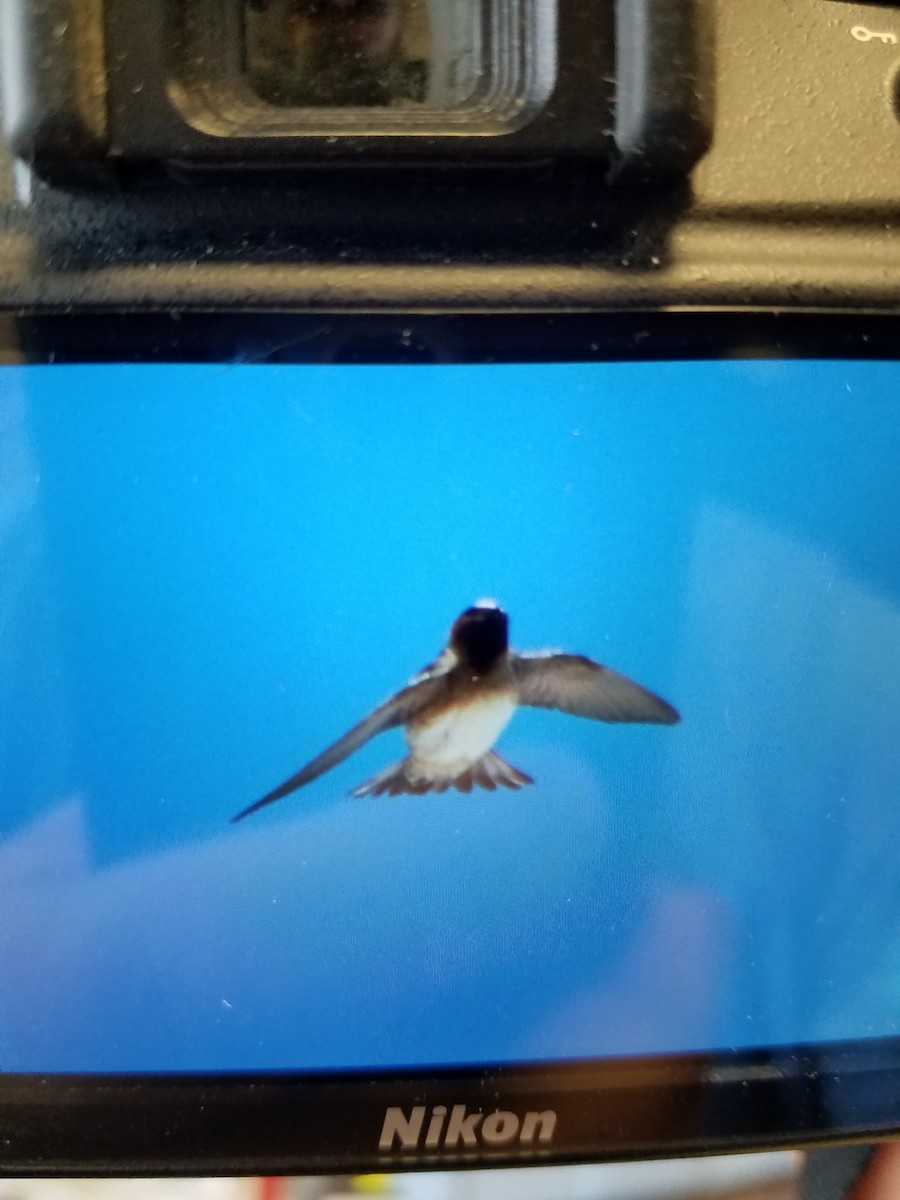 Cliff Swallow - ML153060541