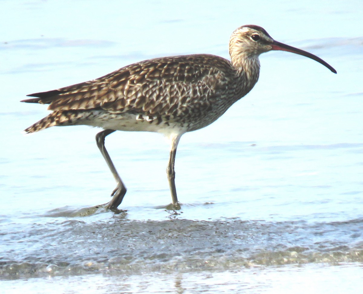 Whimbrel - ML153060581