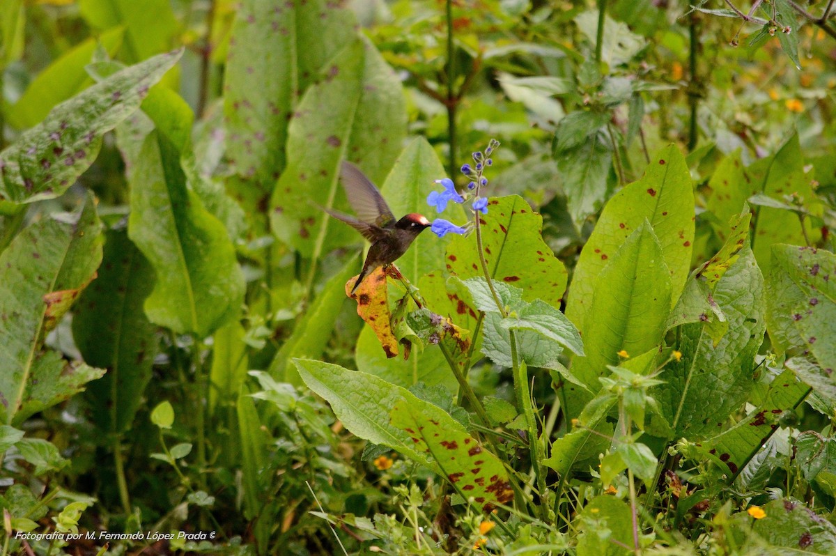 Colibri du Tolima - ML153060651