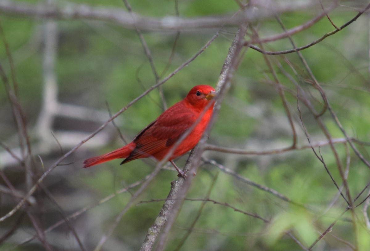 Summer Tanager - ML153060761